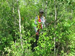 Foresta di gestione servizi di consulenza