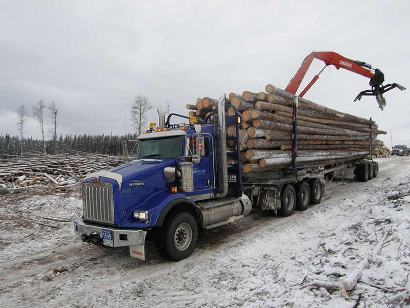 Transport av tømmer i skogen