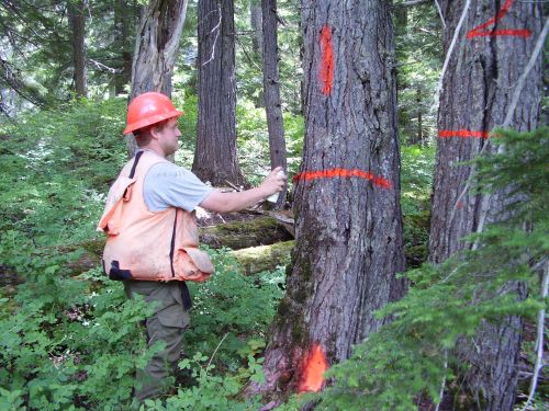 Forestry and tree consultants
