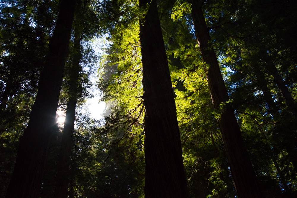 Servicios relacionados con la explotación forestal