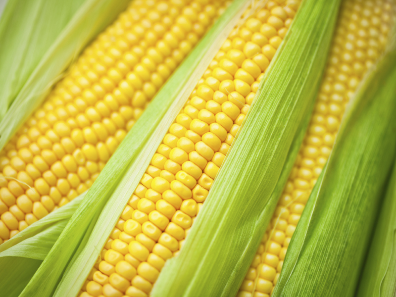 Yellow Maize