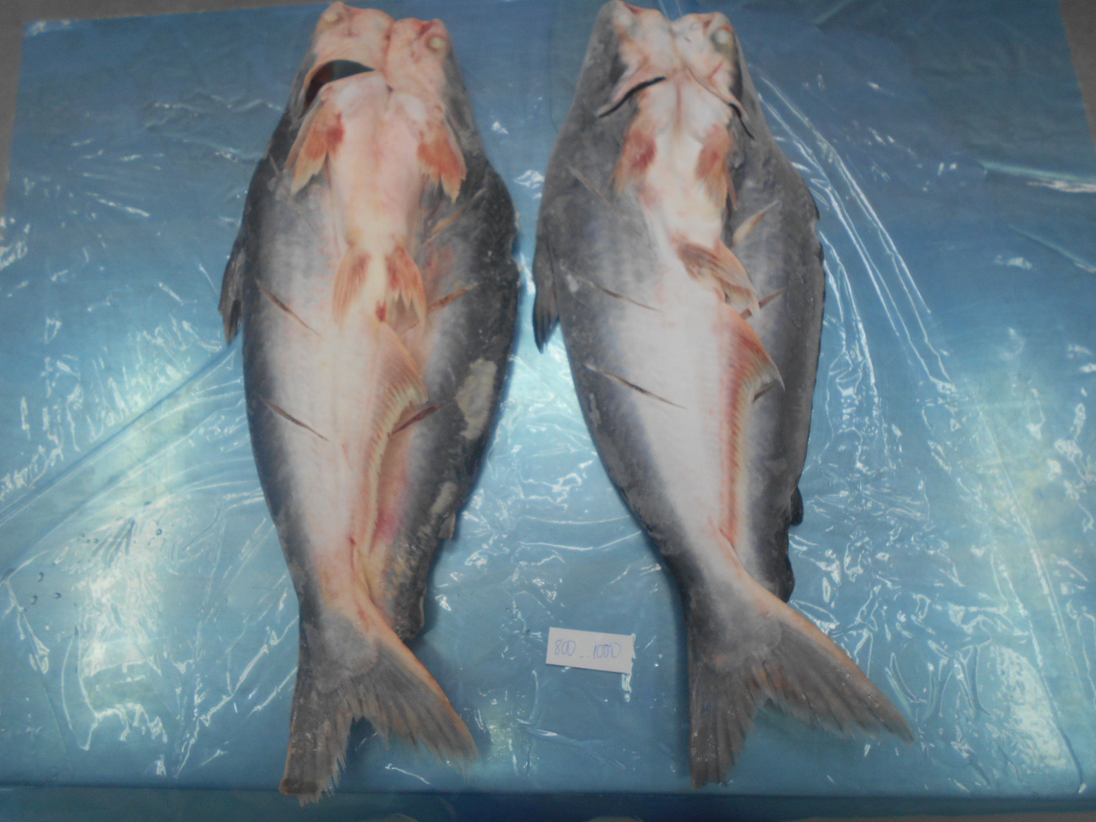 Fileto Pangasius