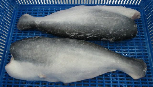 Pangasius פילה