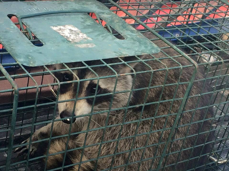 De salvare de animale, relocare și de transport