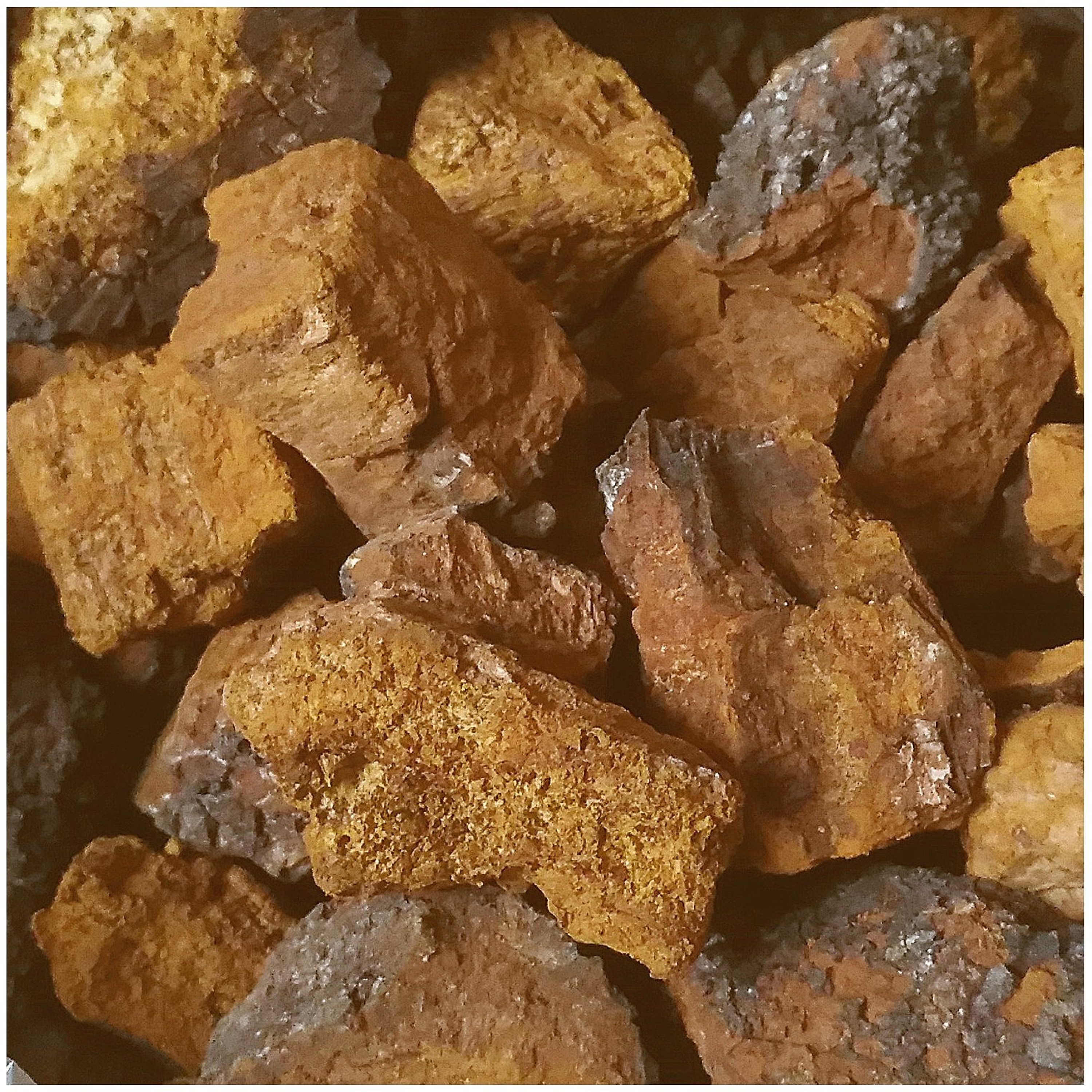 মাশরুম এবং truffles