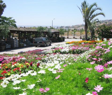 Arbres d'ornement pour jardins paysagers