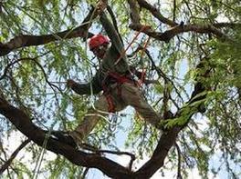 Tree-cutting serbisyo