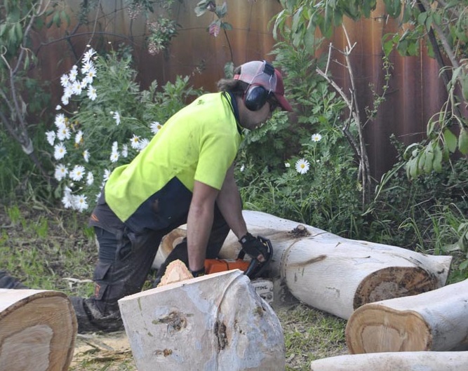 Tré pruning