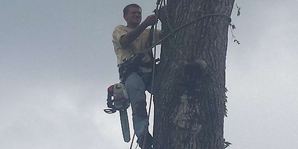 Verzorging van bomen