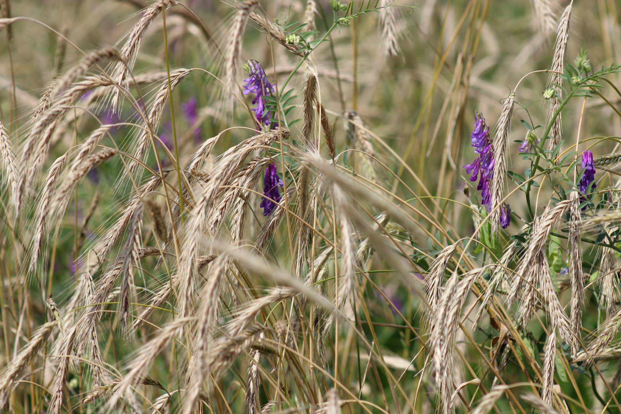 Céréales biologiques