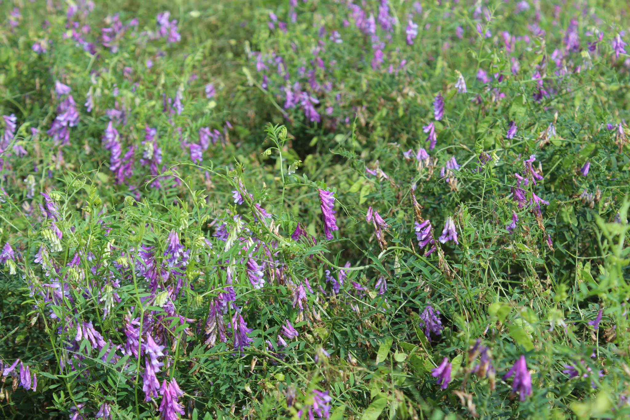 VETCH:  Purple Bounty Hairy Vetch Seed