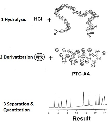 Determination of amino acid composition