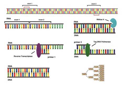 cdna sample