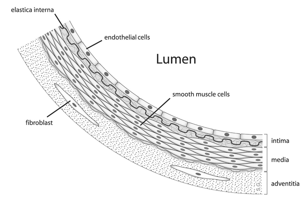 Endothelial cell medium