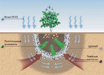 NITROGEN-ZEOLITE FERTILIZER