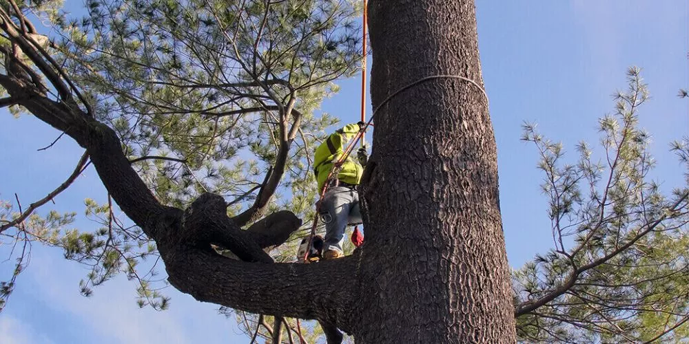 Tree pruning at felling