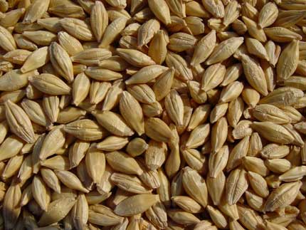 Russian feed barley