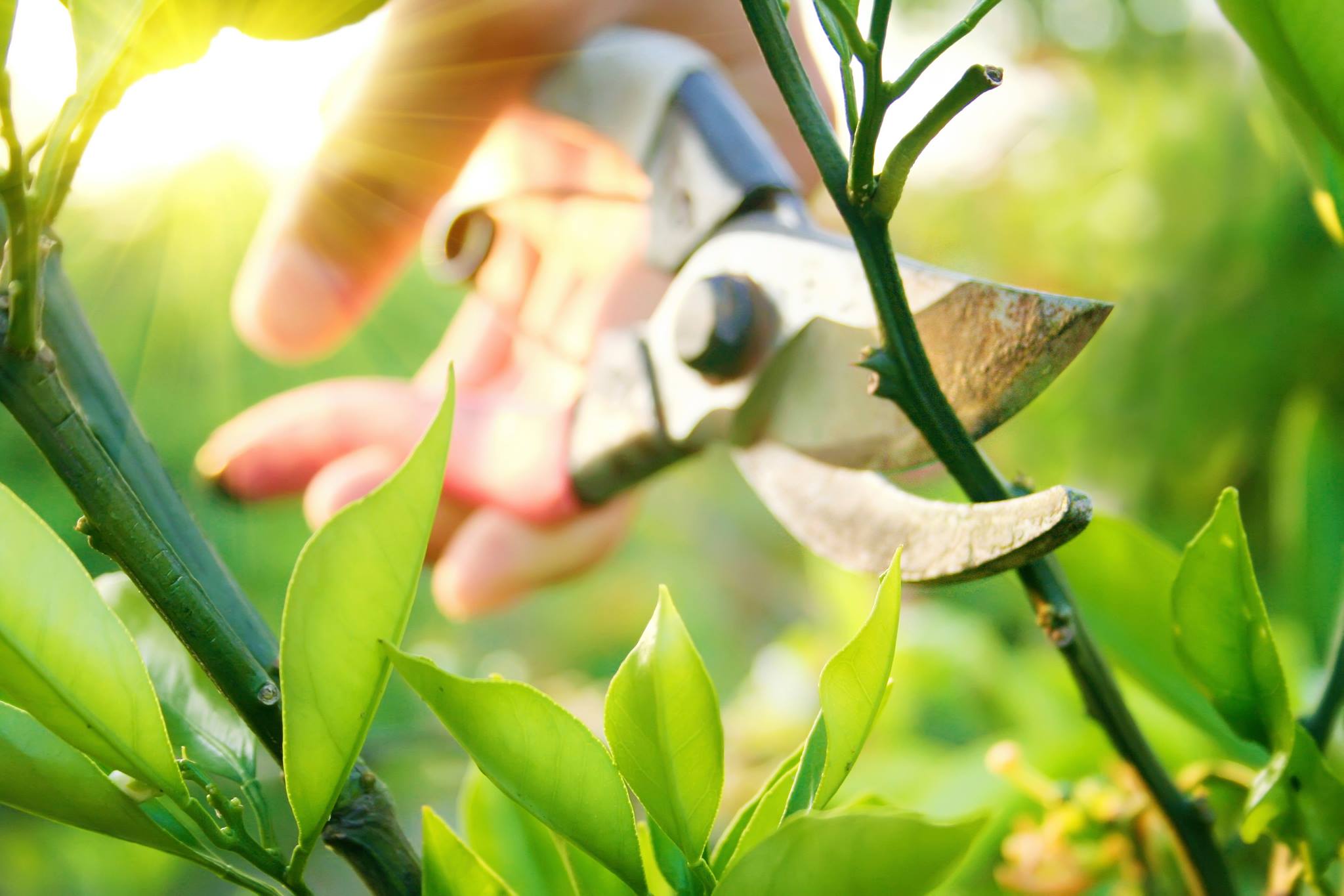 Serveis de manteniment d'arbres