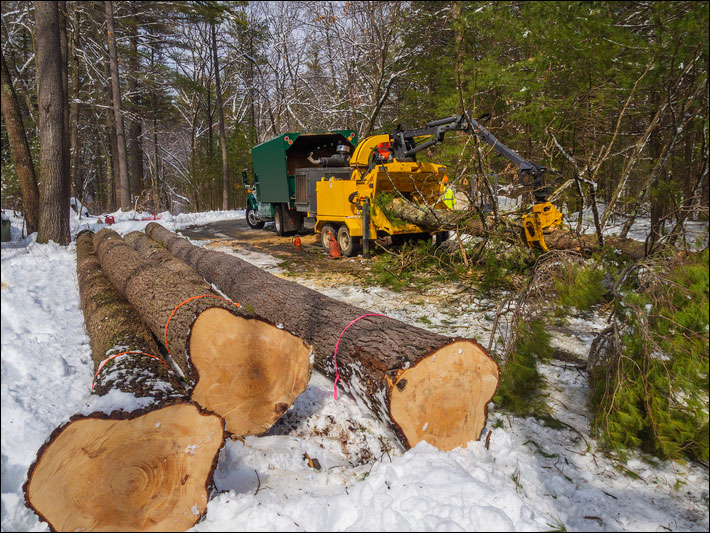 Soins aux arbres