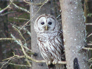 Tours de la nature sauvage