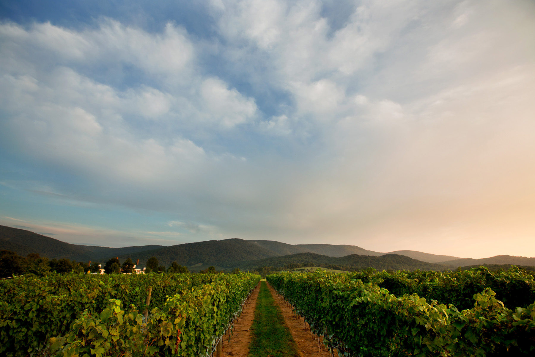 Produksi anggur dan konsultan pengolahan