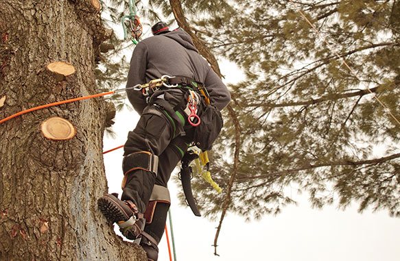 Perkhidmatan memotong pokok-