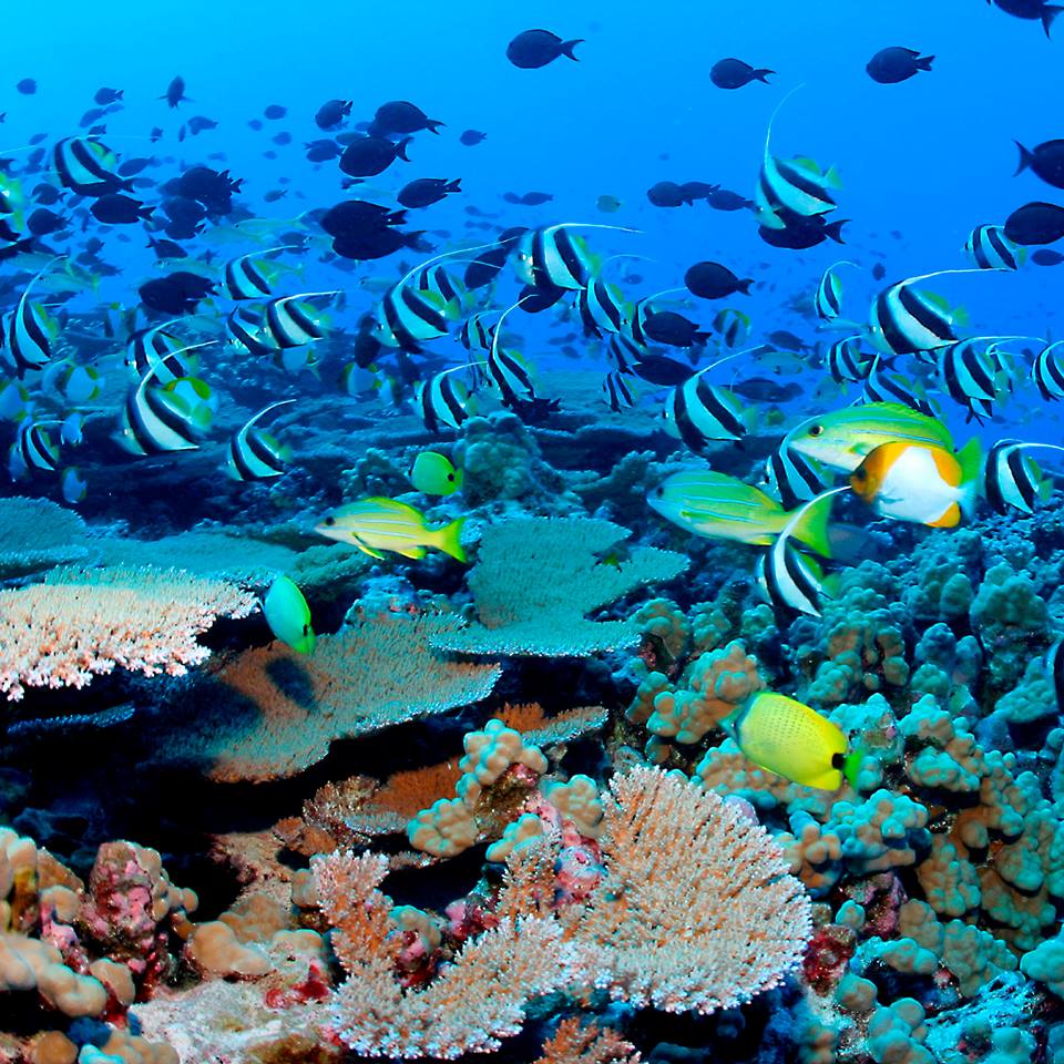 Peixes tropicais para aquários