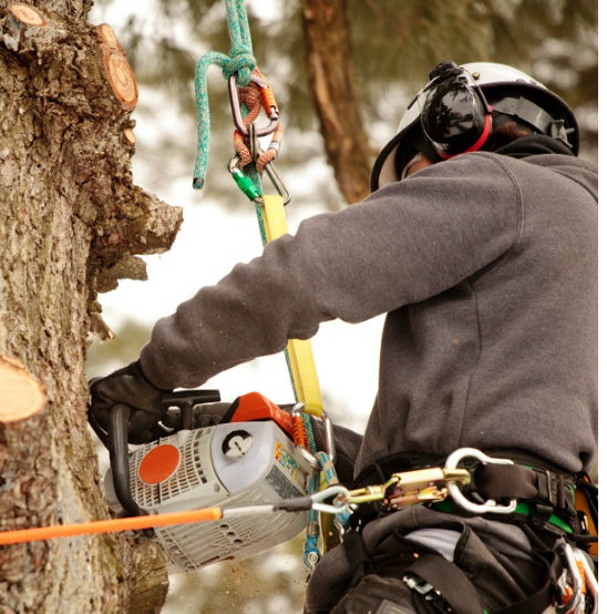 Servizi di taglio alberi