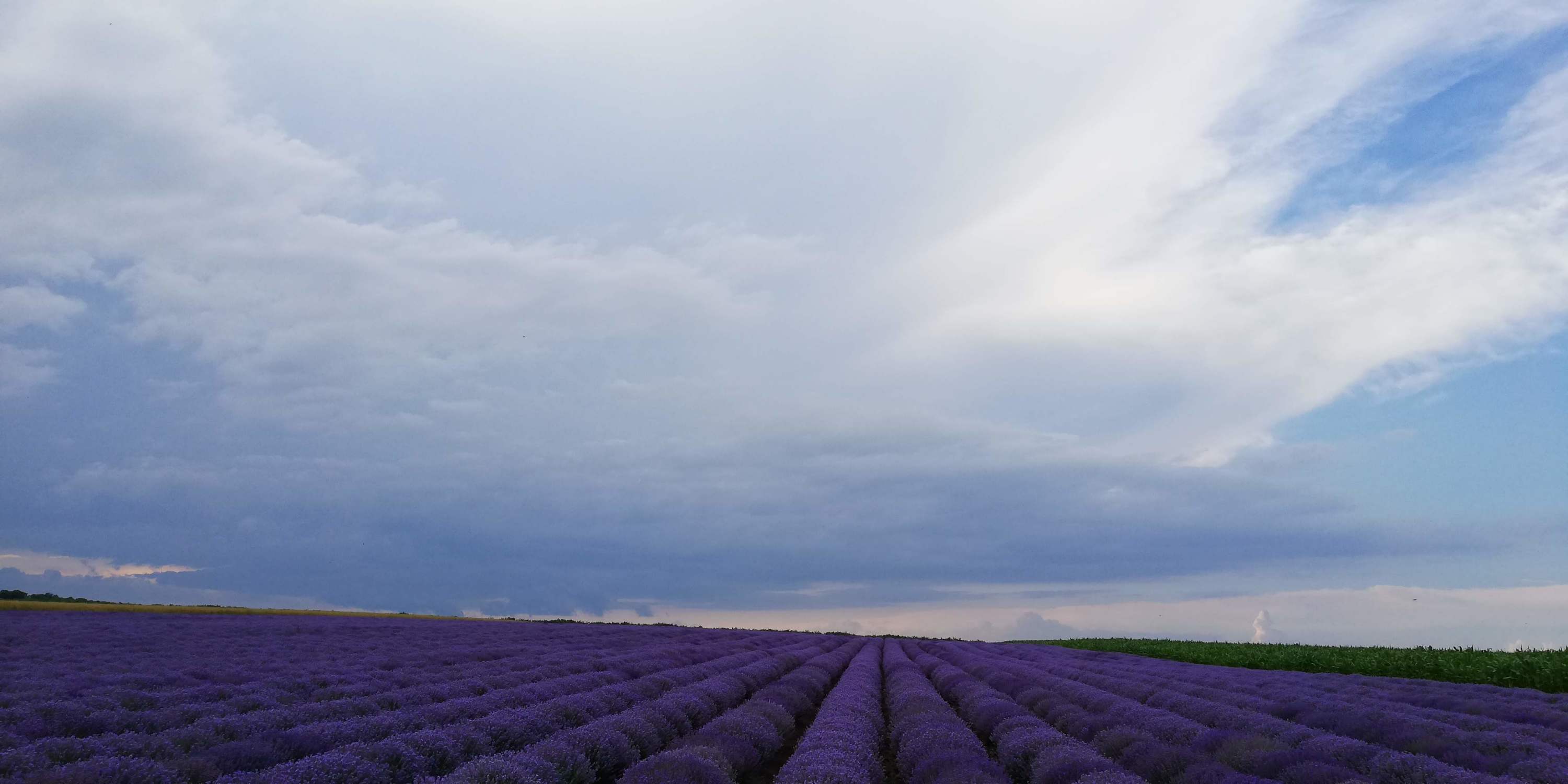 Lavender essential oil,conventional and organic