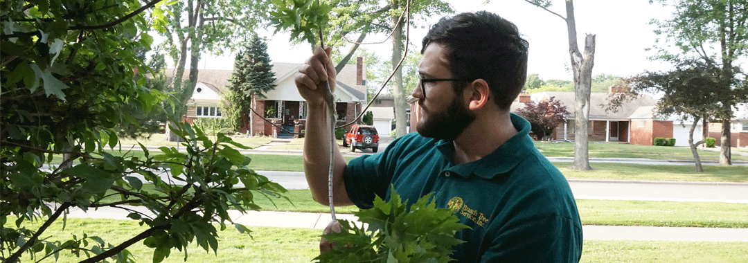 Tré pruning