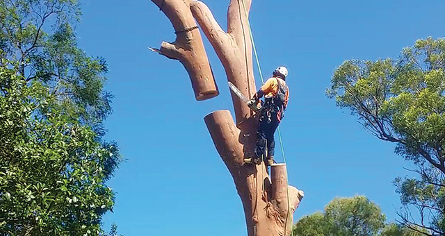 Pokok tabur