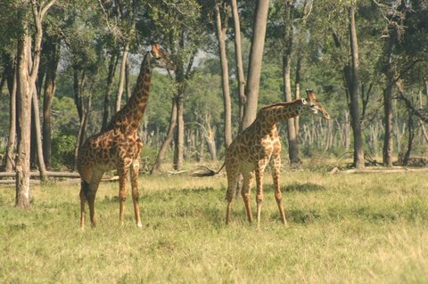 Safari túrák