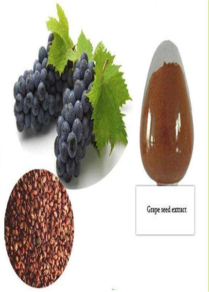 Grape seed extract,PLANT EXTRACT,Solvent Extraction