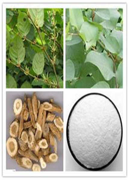 Polygonum cuspidatum extract,PLANT EXTRACT,Solvent Extraction