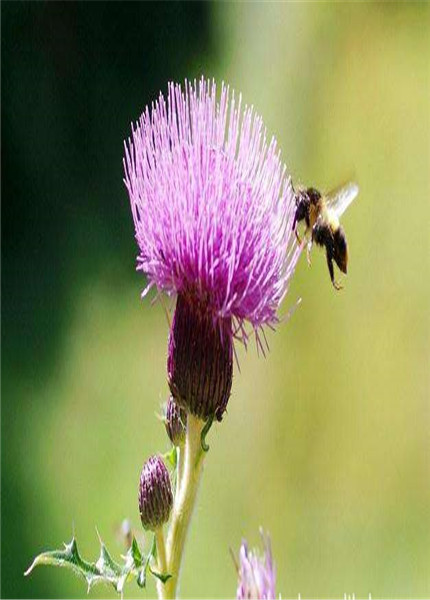 Milk thistle extract,PLANT EXTRACT,Solvent Extraction