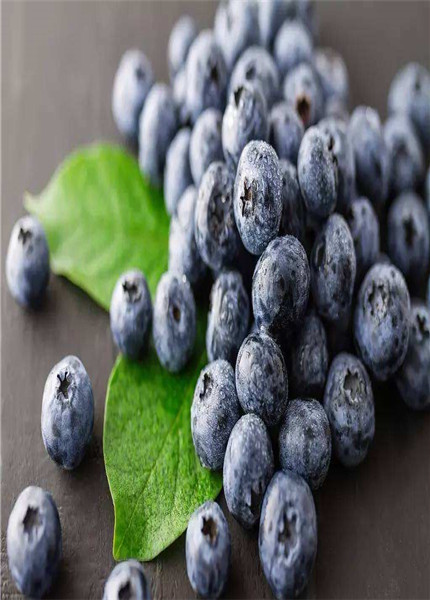 Bilberry extract,PLANT EXTRACT,Solvent Extraction