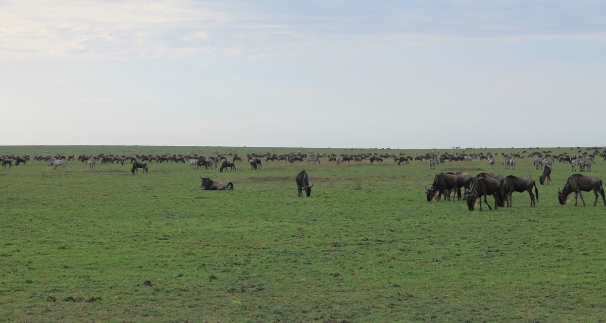 Ngorongoro Crater and Manyara Safari 