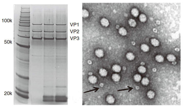 AAV vector system (AAV expression system, AAV packaging plasmid system)