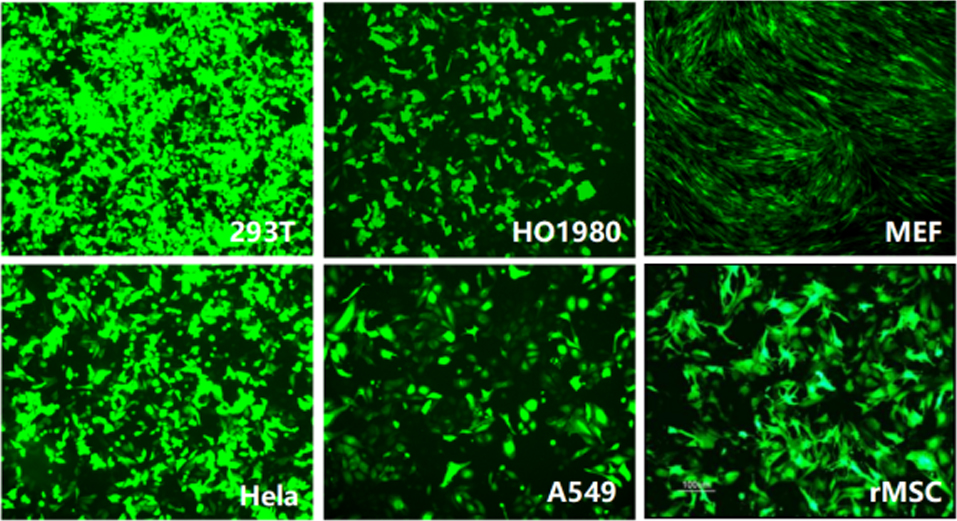 Lipogene Cell Transfection Reagent (both for plasmids transfection and siRNA transfection)