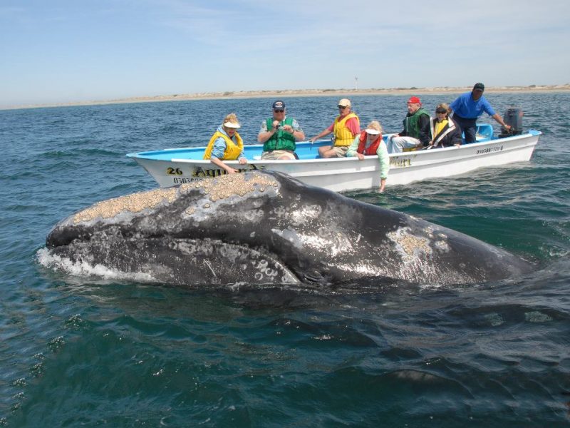 Administradores de muelles para pequeño cabotaje