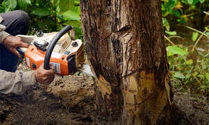 Ծառերի pruning եւ felling