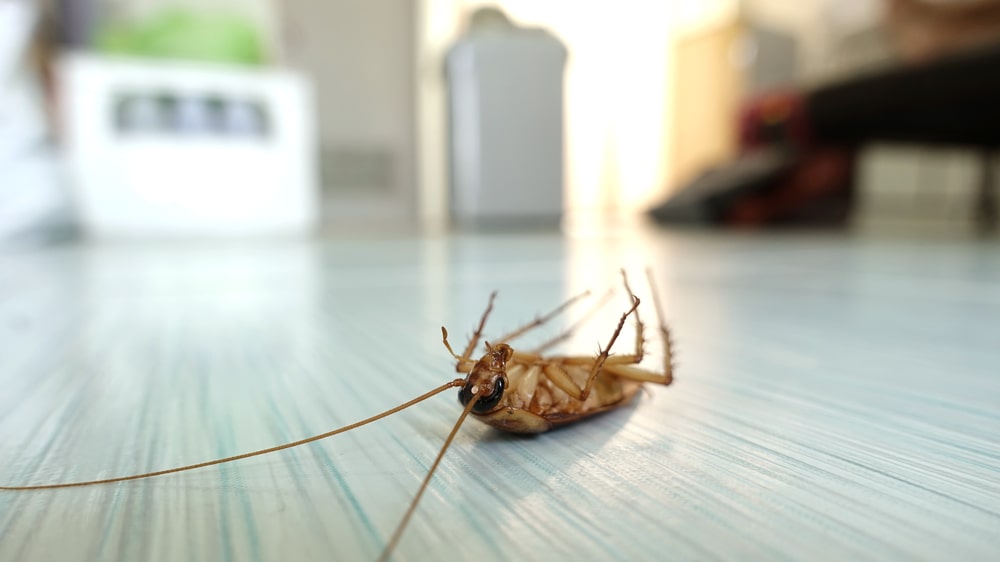 COCKROACH REMOVAL PEST CONTROL By ACME Pest Solutions 