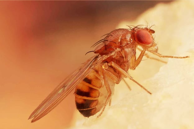 FLY REMOVAL PEST CONTROL By ACME Pest Solutions 