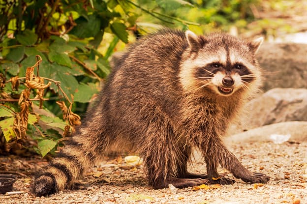 Pesticidi, agricolo o domestico