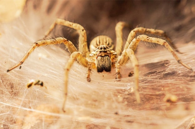 Pesticidi, agricolo o domestico