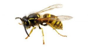 WASPS, HORNETS AND BEES PEST CONTROL by  ACME Pest Solutions 