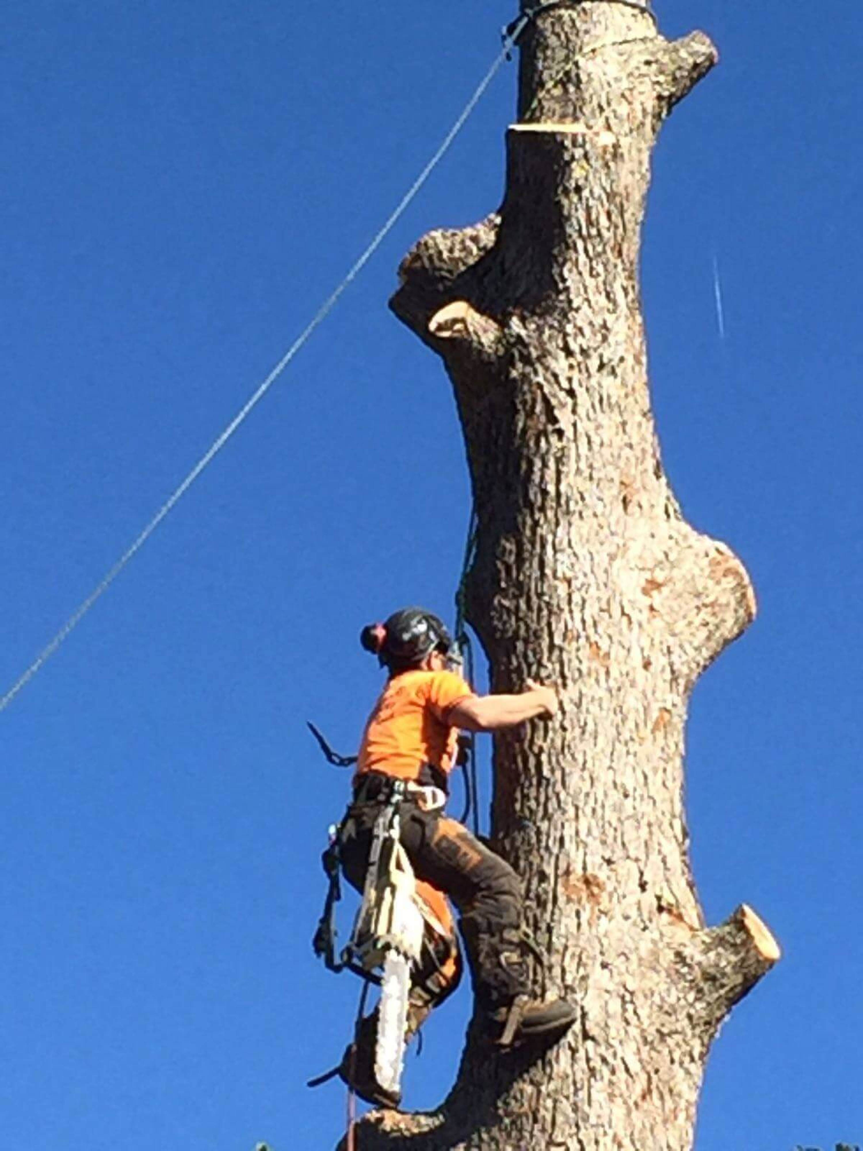 Tree budama qırılması