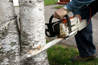 Tree budama qırılması