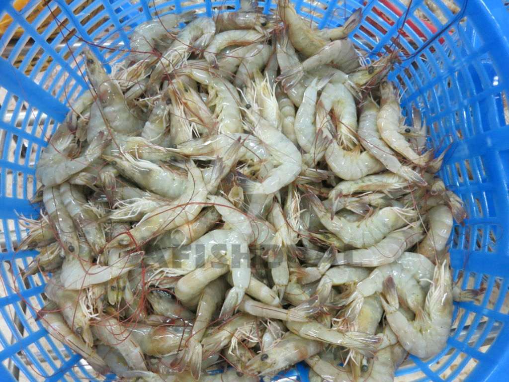 Prawns