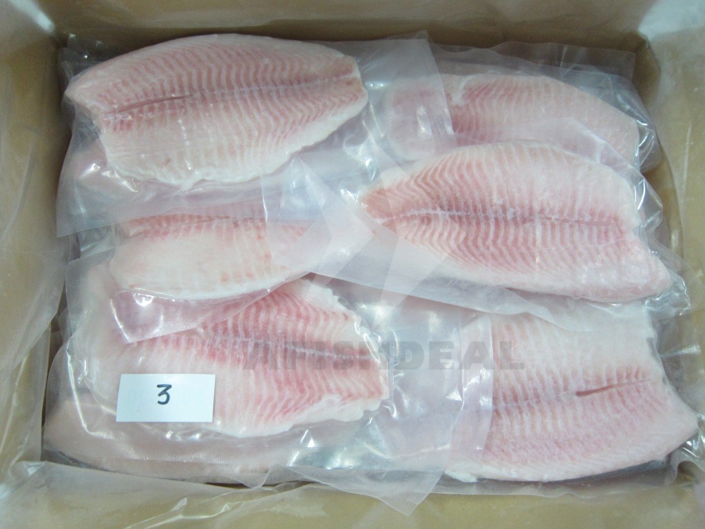 Tilapia spp.